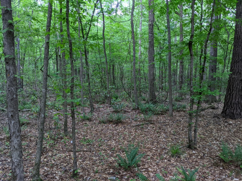 0 Tryus Bracken Road Sontag, MS 39665 - Photo 15 of 27 Photo 15