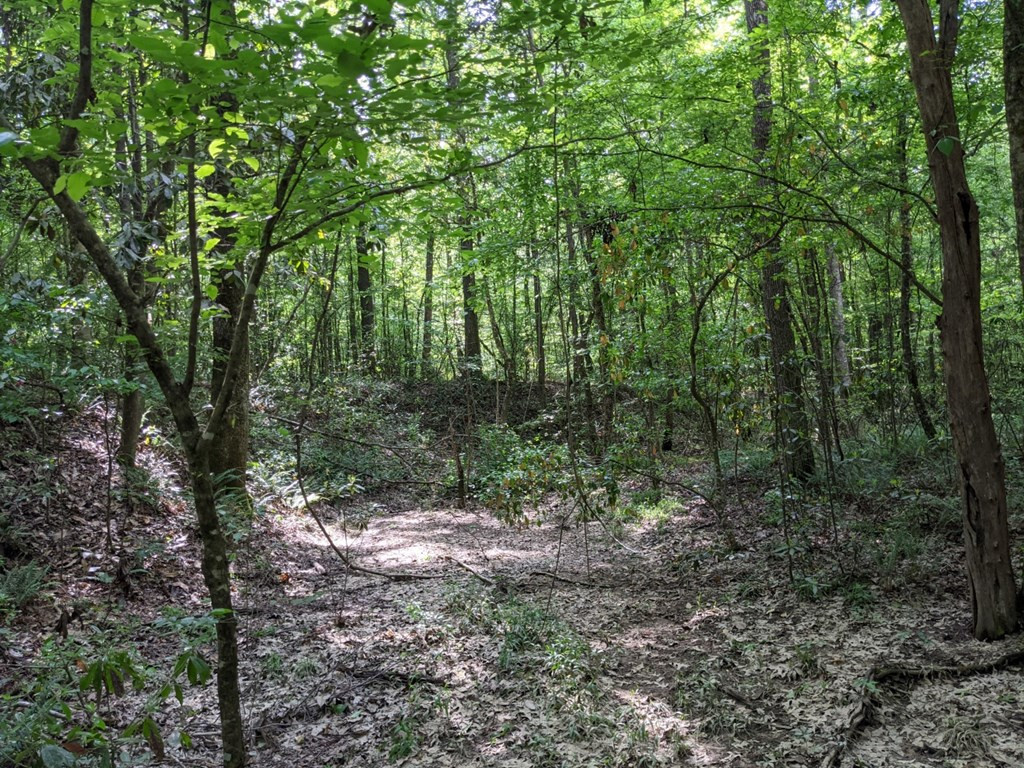 0 Tryus Bracken Road Sontag, MS 39665 - Photo 17 of 27 Photo 17
