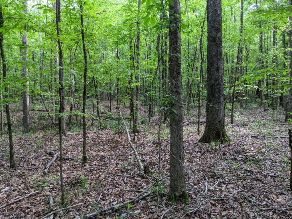 0 Tryus Bracken Road Sontag, MS 39665 - Photo 19 of 27 Photo 19