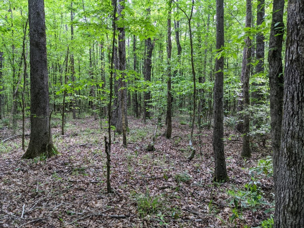0 Tryus Bracken Road Sontag, MS 39665 - Photo 20 of 27 Photo 20