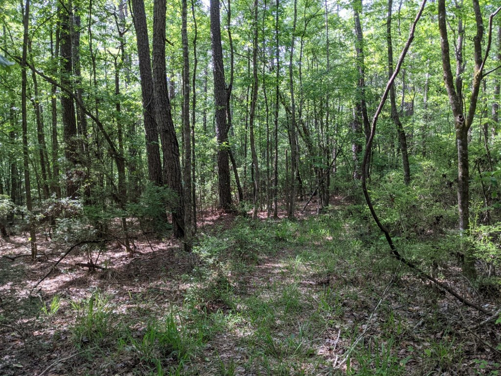0 Tryus Bracken Road Sontag, MS 39665 - Photo 2 of 27 Photo 2