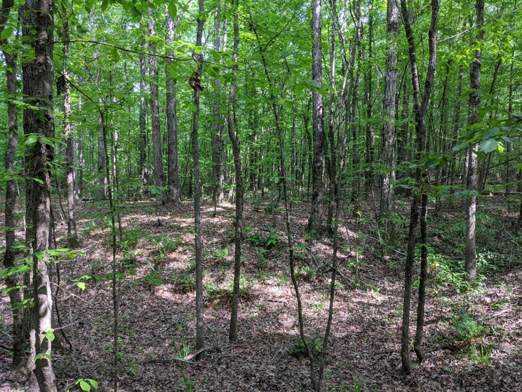 0 Tryus Bracken Road Sontag, MS 39665 - Photo 21 of 27 Photo 21