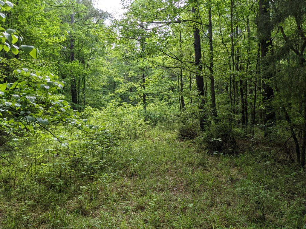 0 Tryus Bracken Road Sontag, MS 39665 - Photo 4 of 27 Photo 4