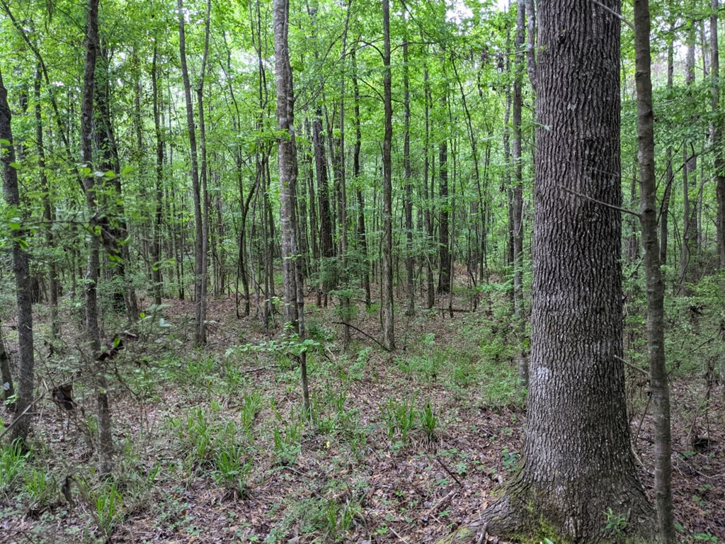 0 Tryus Bracken Road Sontag, MS 39665 - Photo 5 of 27 Photo 5