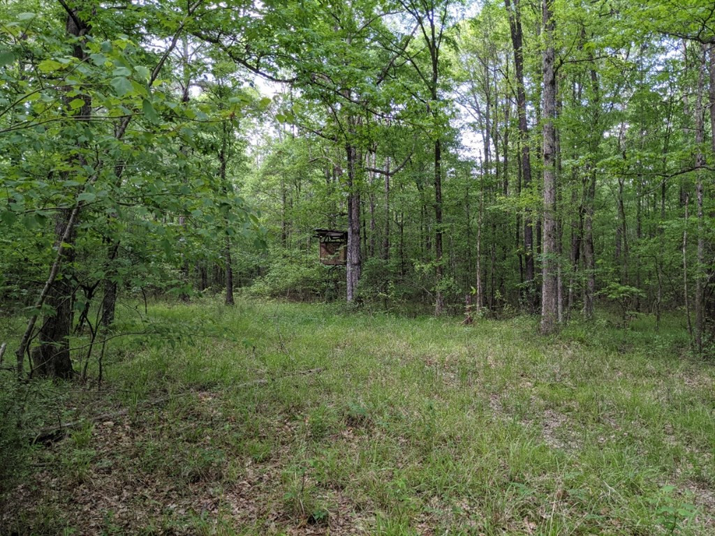 0 Tryus Bracken Road Sontag, MS 39665 - Photo 7 of 27 Photo 7