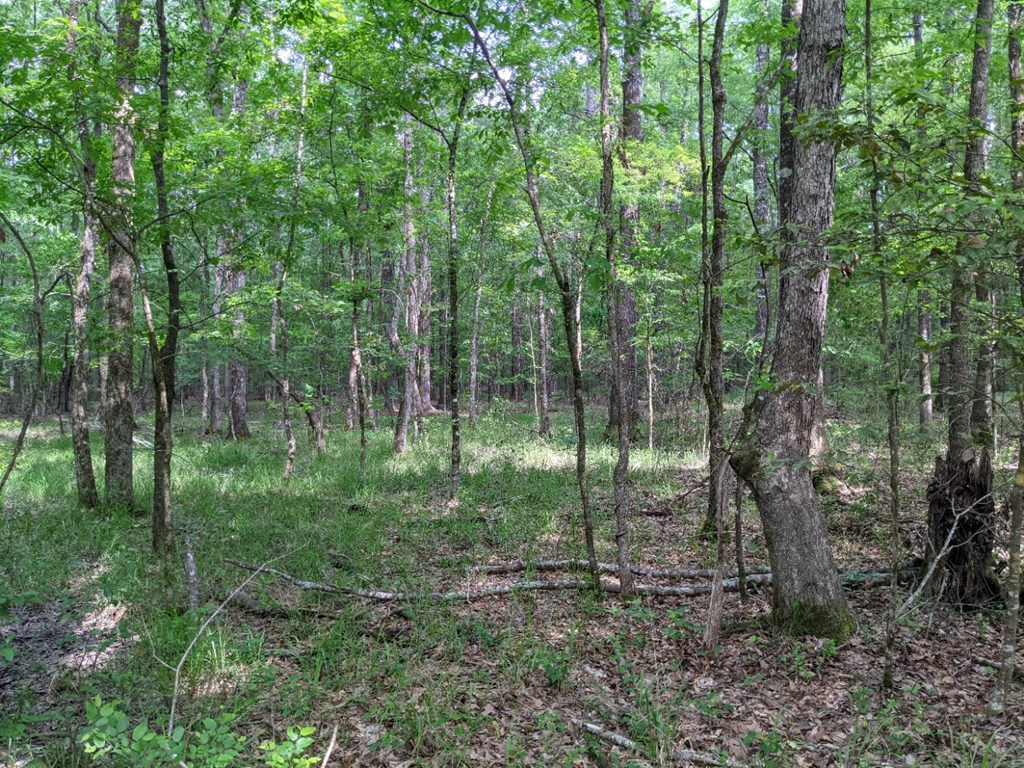 0 Tryus Bracken Road Sontag, MS 39665 - Photo 8 of 27 Photo 8