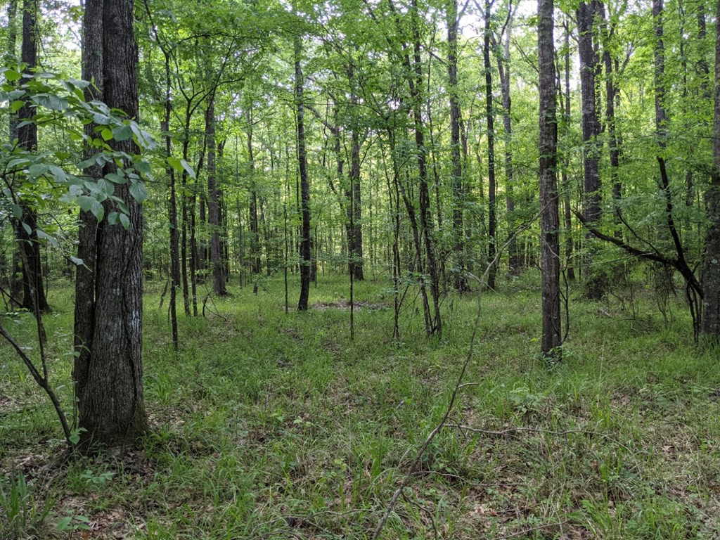 0 Tryus Bracken Road Sontag, MS 39665 - Photo 9 of 27 Photo 9