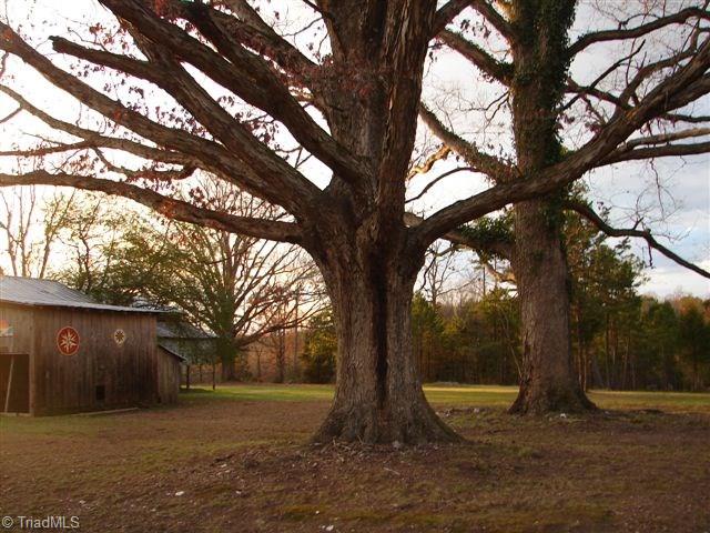 4904 Reeder Road Asheboro, NC 27205 - Photo 16 of 30 View of the 100 year+ white oaks that are located on the property.