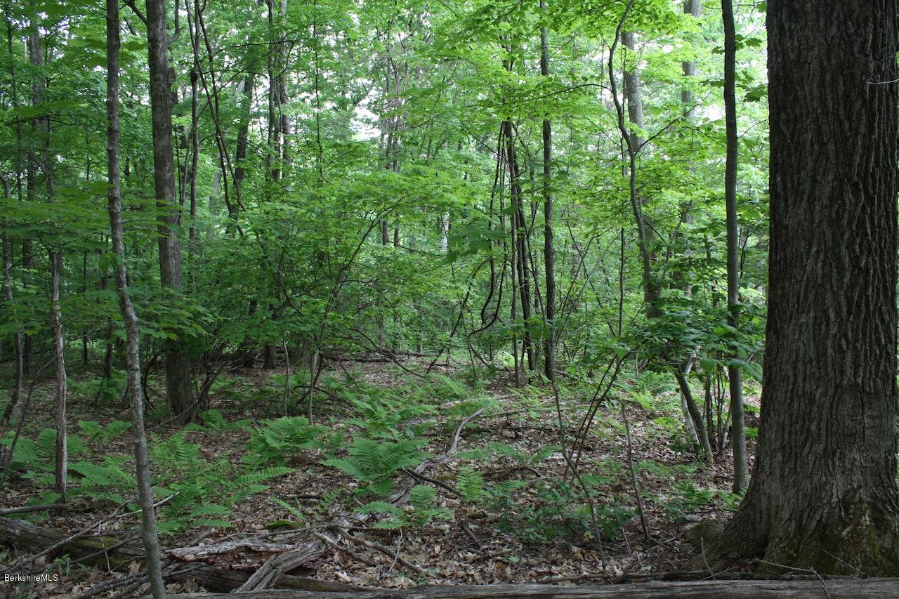 0 Brewer Branch Road Mill River, MA 01244 - Photo 4 of 5 Wooded interior
