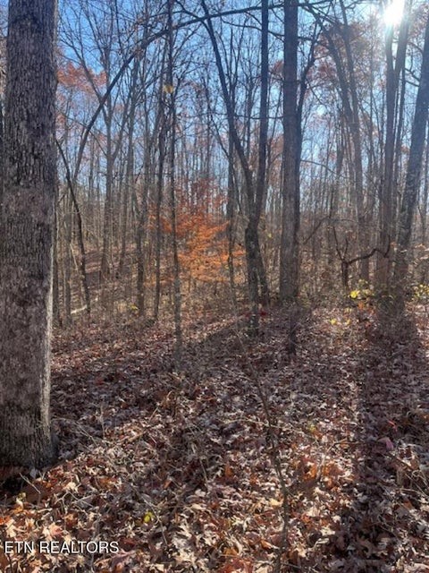 0 Sawmill Road Monterey, TN 38574 - Photo 6 of 12 a view of a forest that has large trees