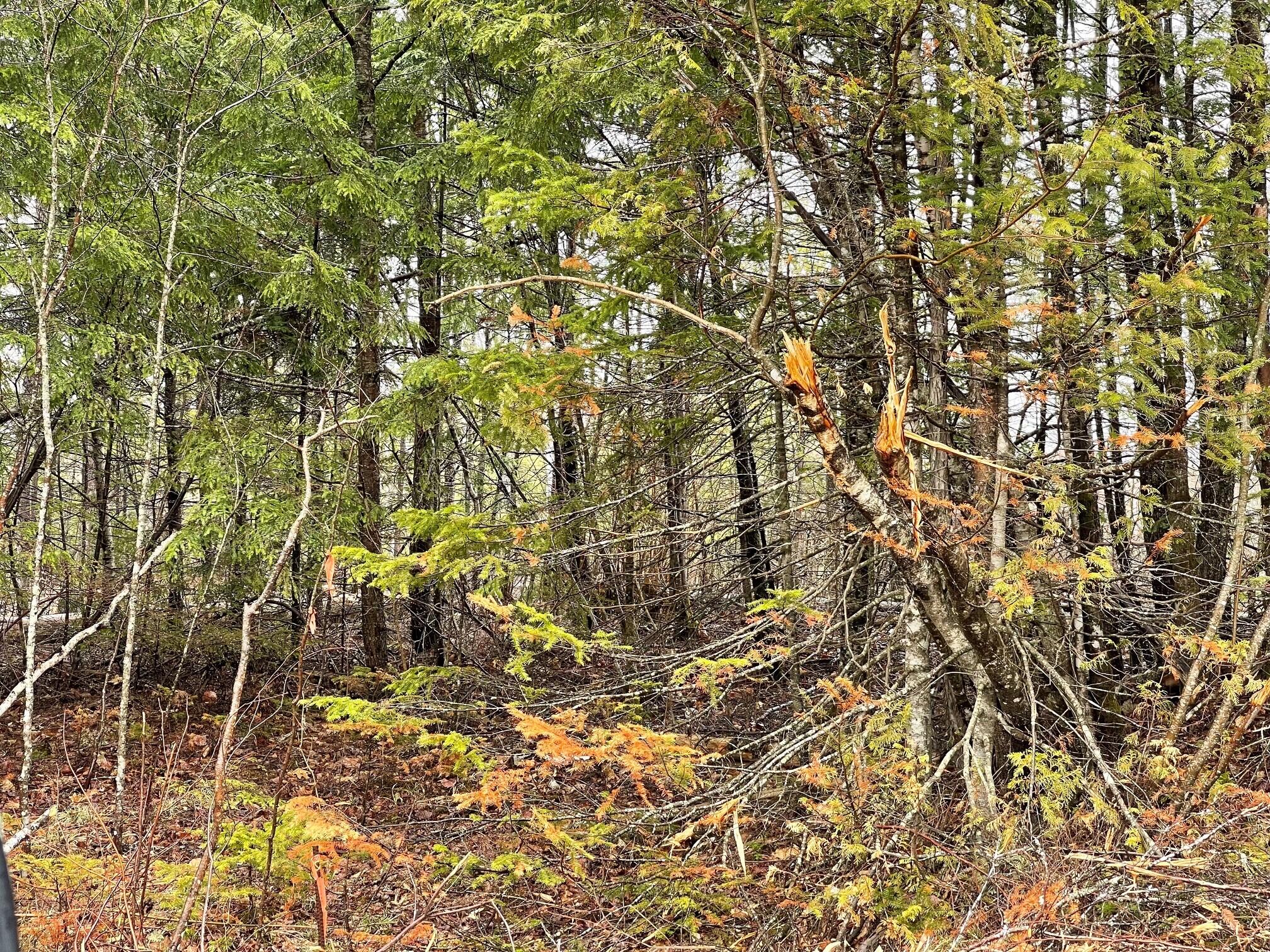 4 Mattamiscontis Road Howland, ME 04448 - Photo 4 of 6 6