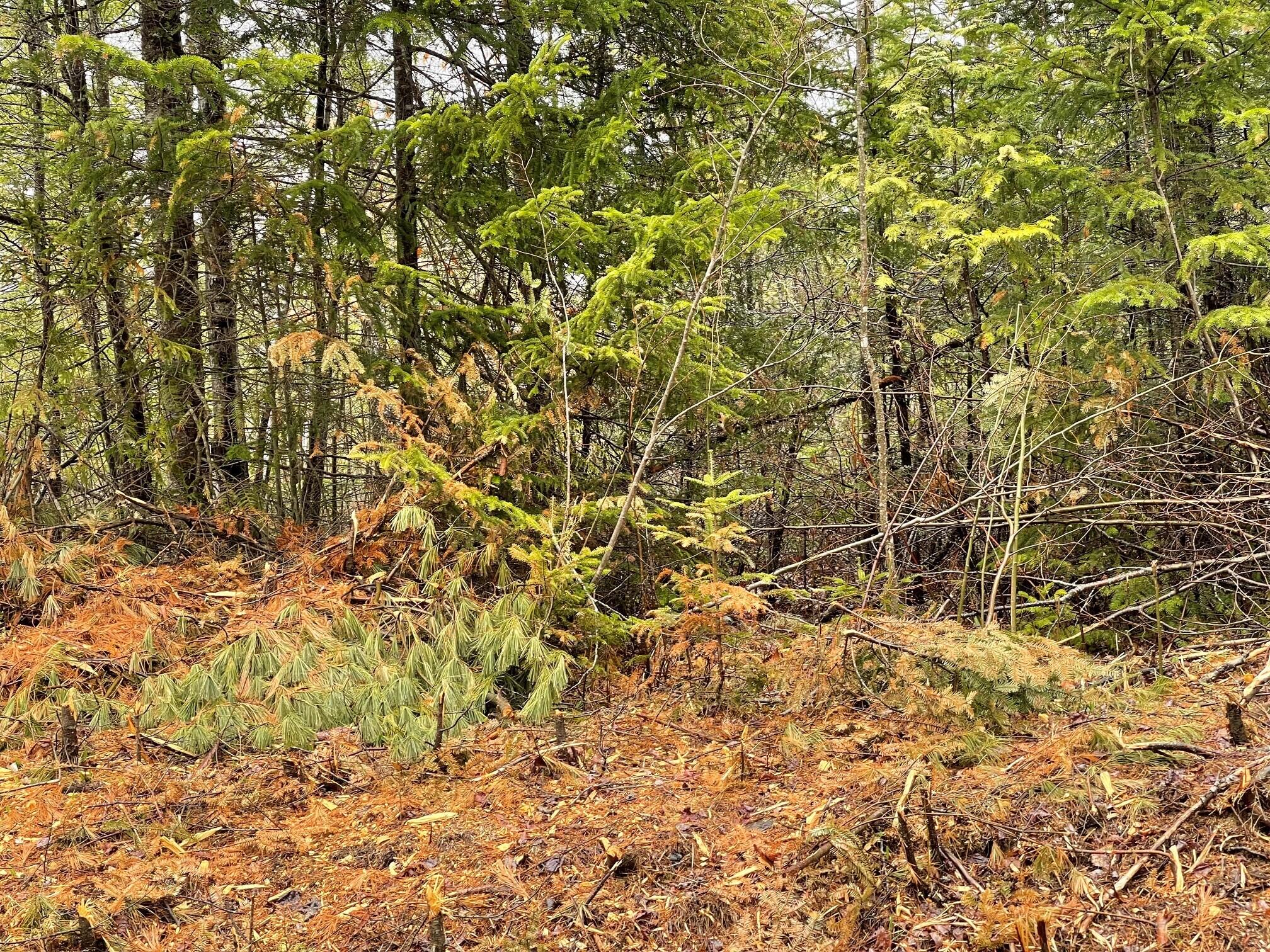 4 Mattamiscontis Road Howland, ME 04448 - Photo 5 of 6 4