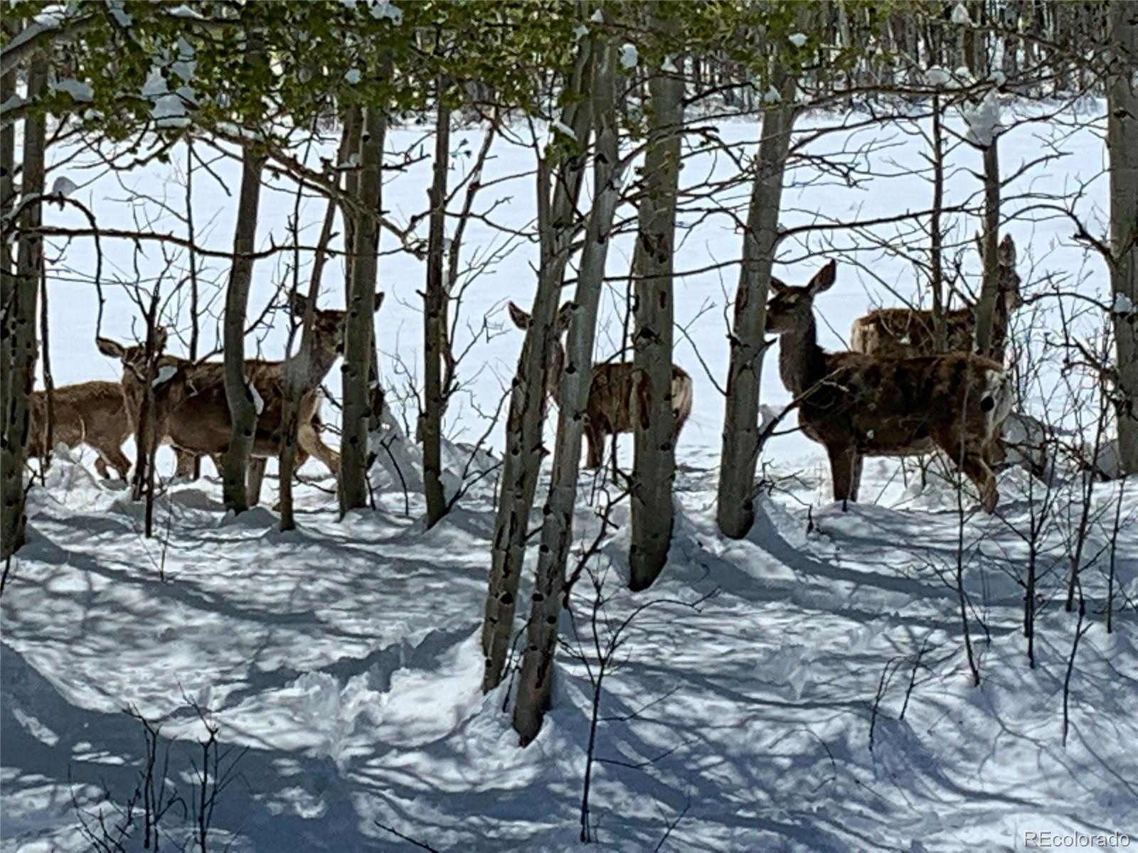 1793 Michigan Hill Road Jefferson, CO 80456 - Photo 40 of 44 a view of a yard with plants and trees