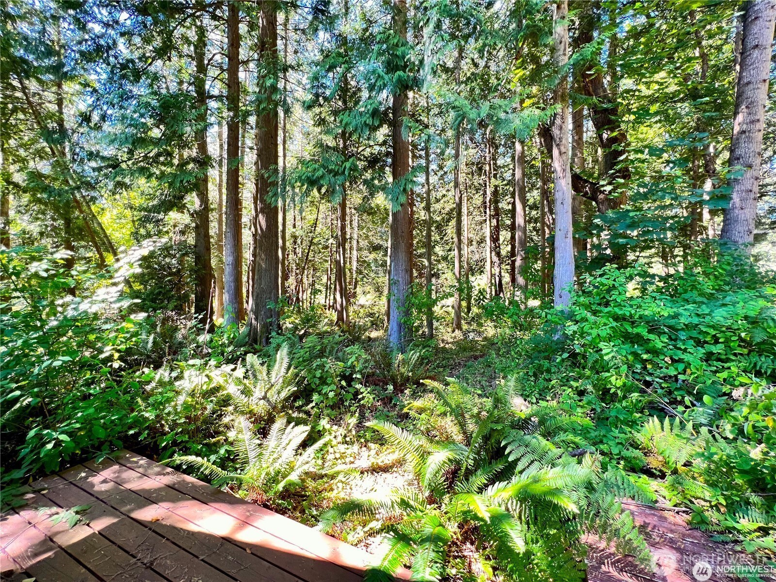 158 Tyee Drive Point Roberts, WA 98281 - Photo 6 of 10 a plant view in yard