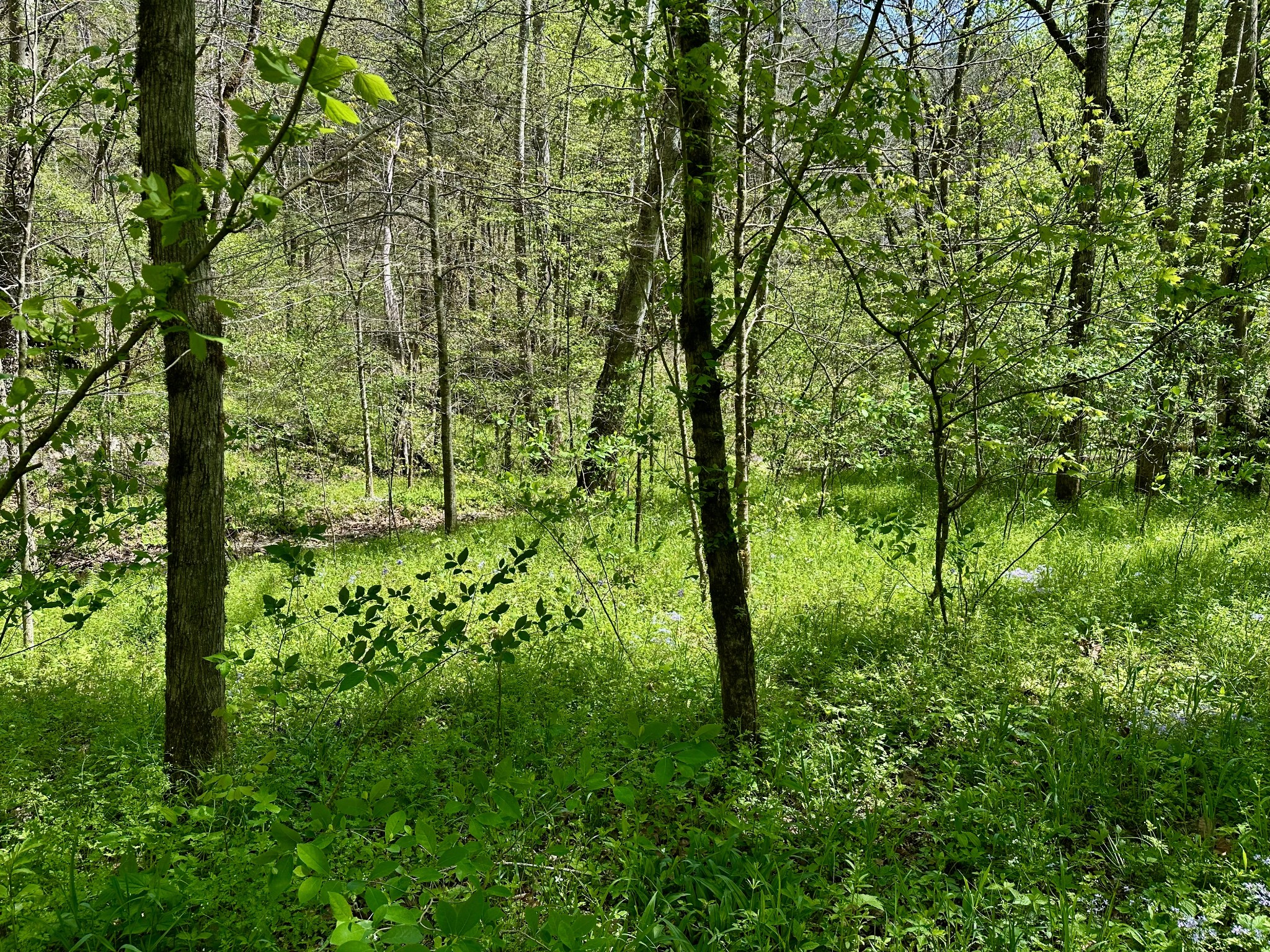 0 Ponder Road Smithville, TN 37166 - Photo 12 of 20