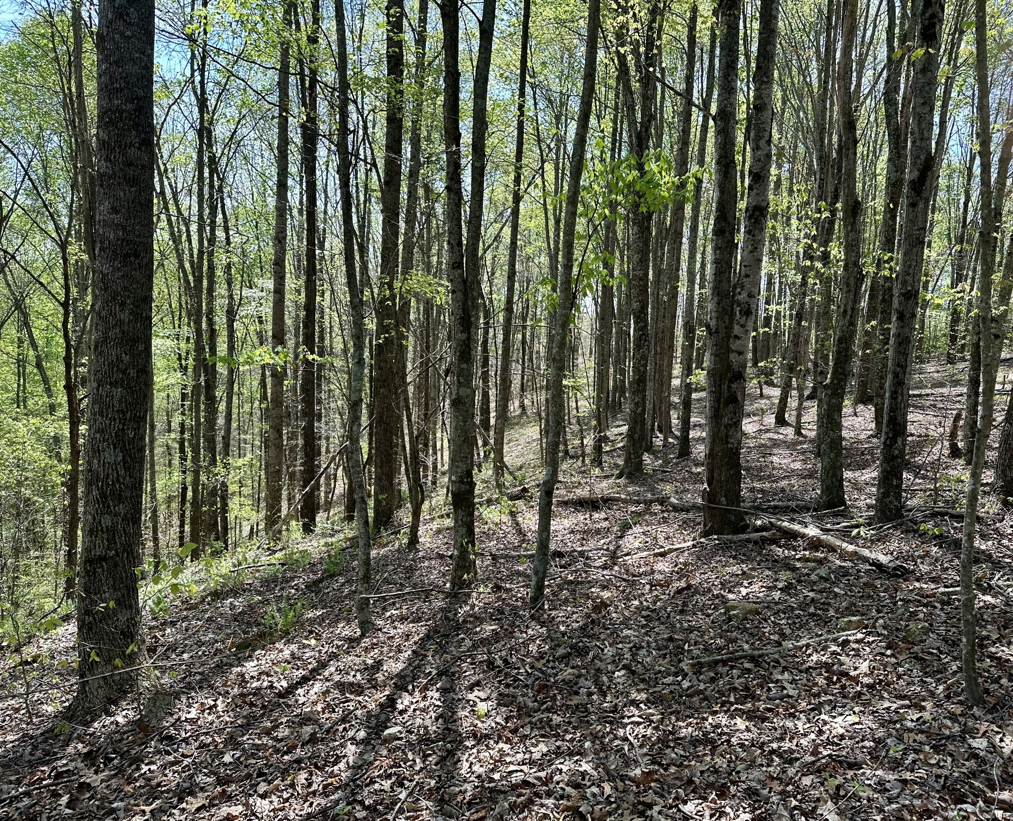 0 Ponder Road Smithville, TN 37166 - Photo 13 of 20