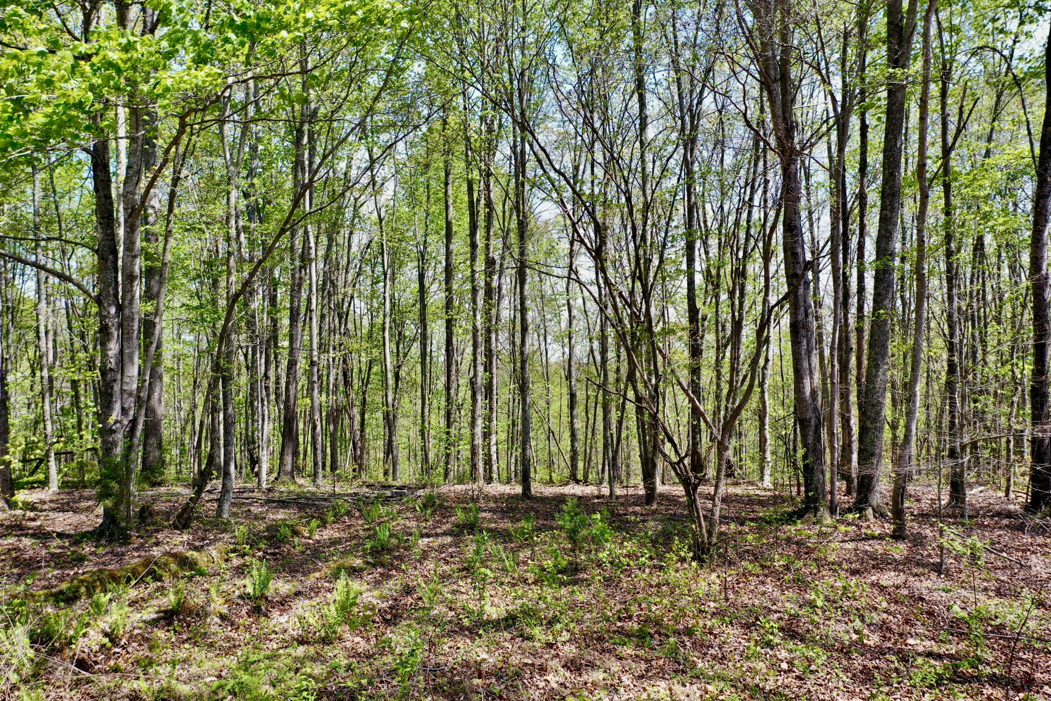 0 Ponder Road Smithville, TN 37166 - Photo 14 of 20