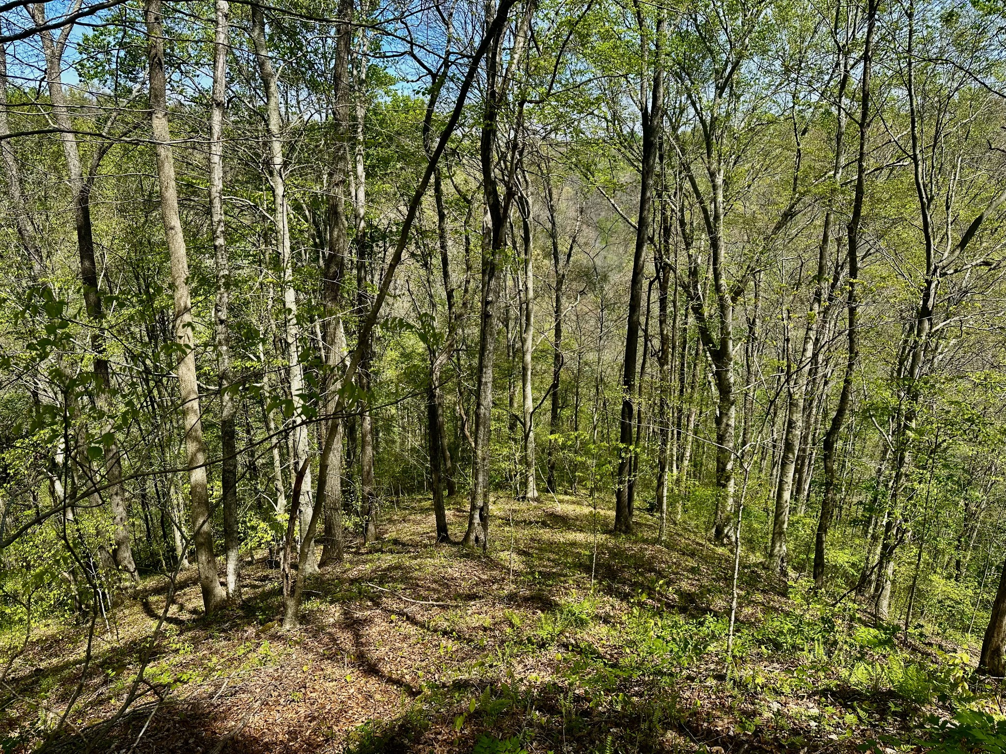 0 Ponder Road Smithville, TN 37166 - Photo 15 of 20