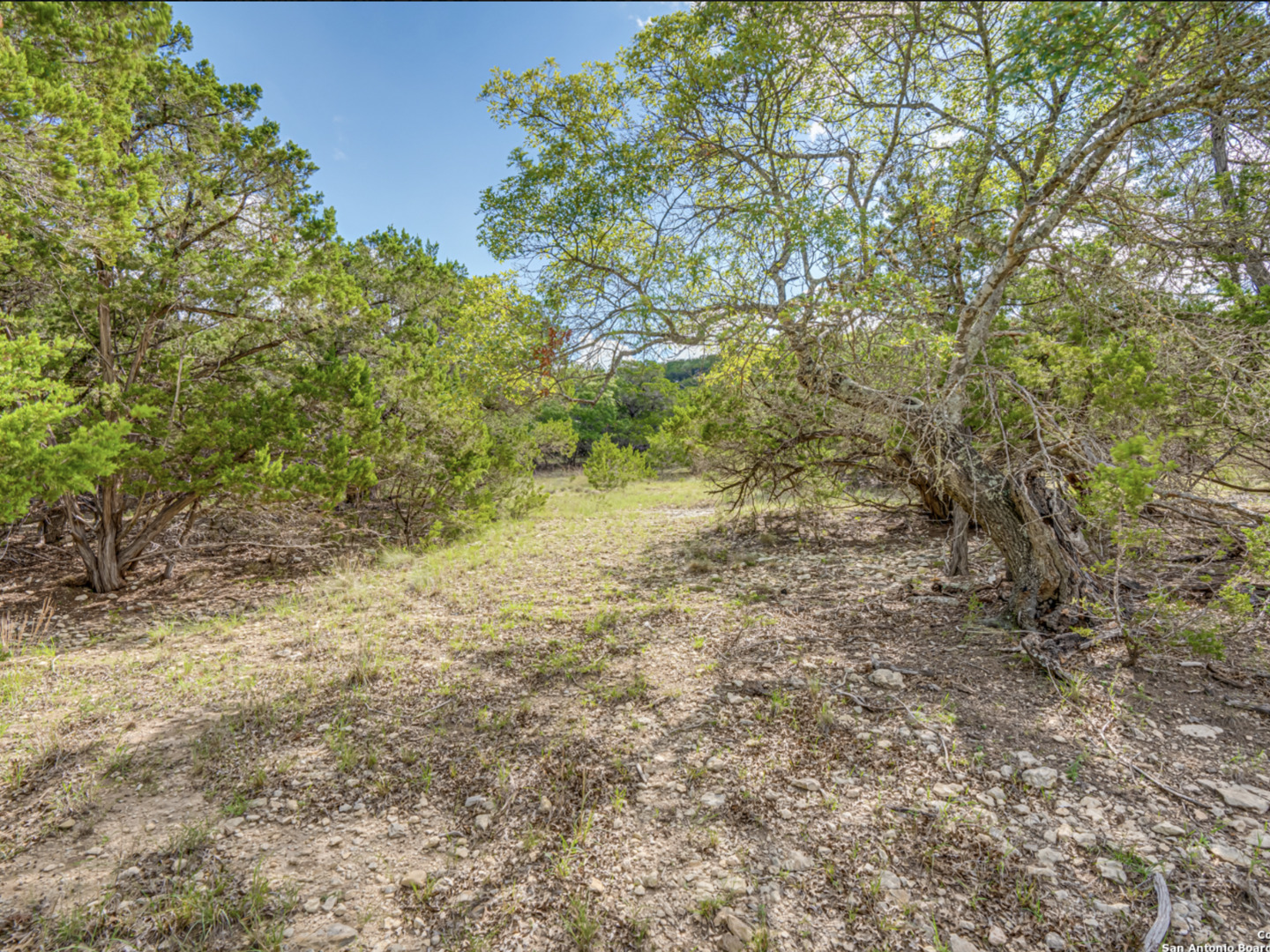 259 Forest Ridge Drive Lakehills, TX 78063 - Photo 12 of 30 a view of a yard with a tree