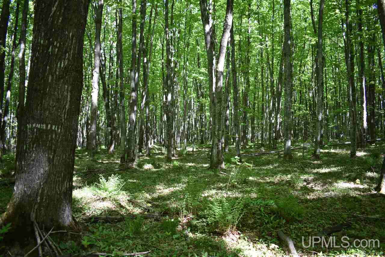 24-acres Co Rd Kb Big Bay, MI 49808 - Photo 21 of 50