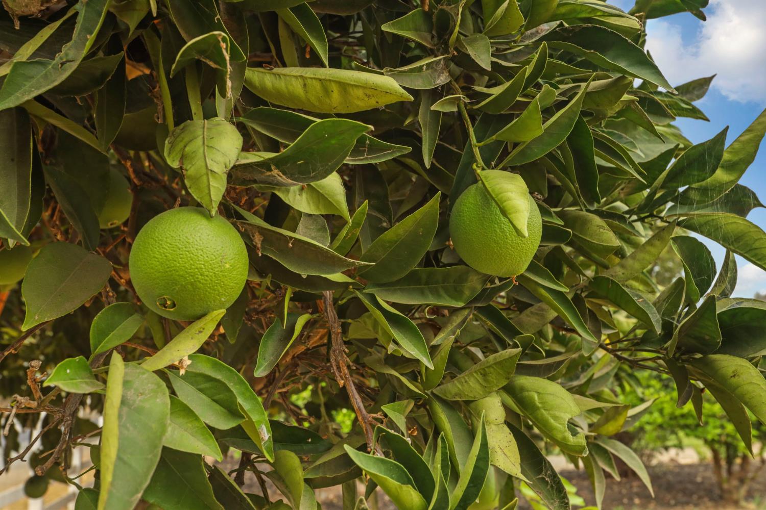 23418 Mackville Road Clements, CA 95227 - Photo 63 of 94