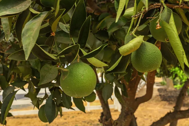 $899,000 | 23418 Mackville Road, Clements, CA 95227