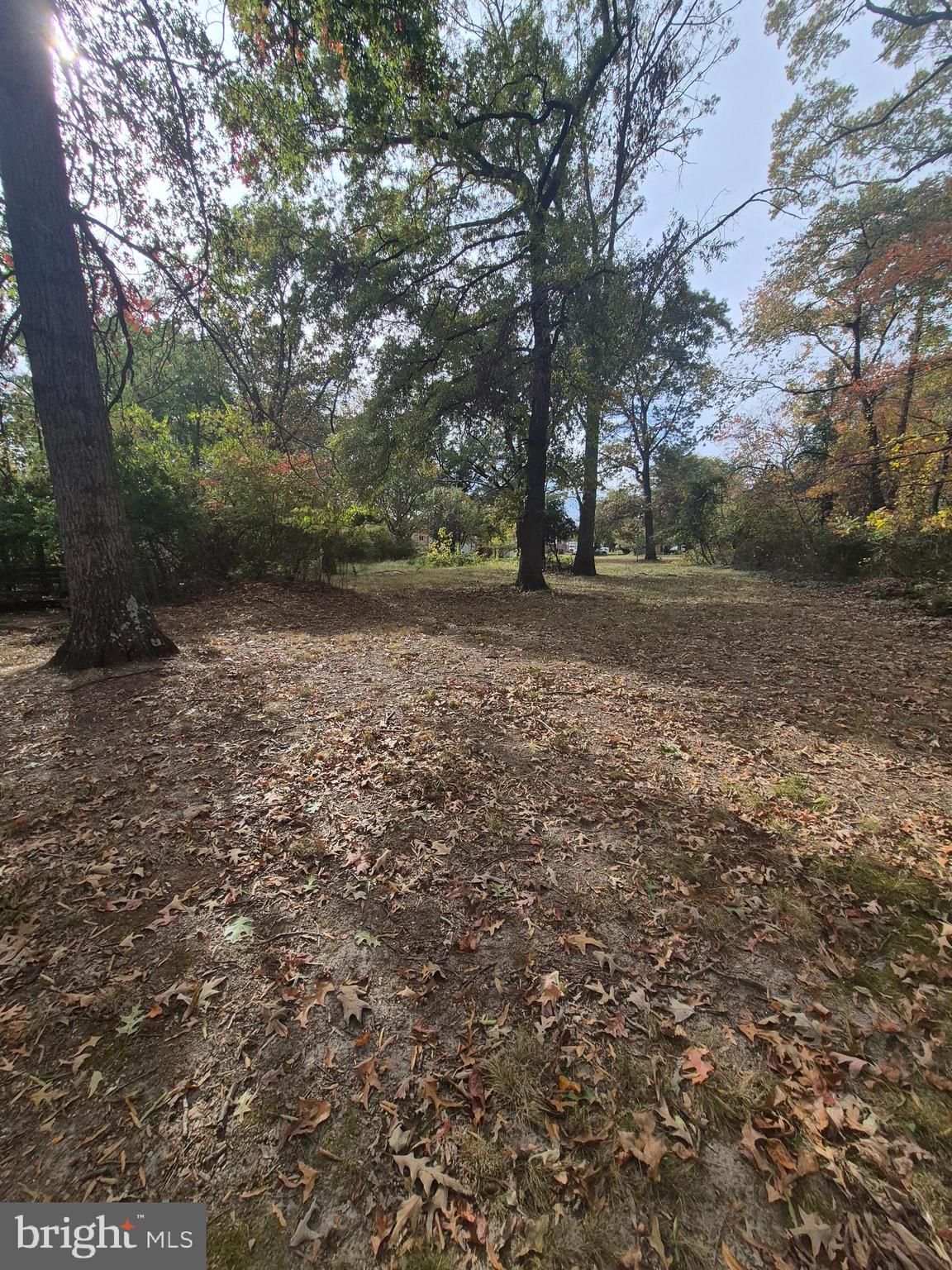 7811 Heflin Drive Clinton, MD 20735 - Photo 12 of 16 a view of a tree in the middle of a yard