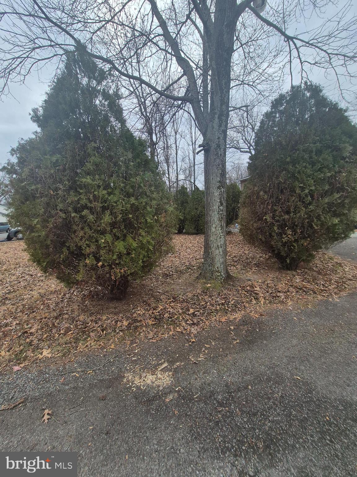 7811 Heflin Drive Clinton, MD 20735 - Photo 2 of 16 a view of a forest with trees