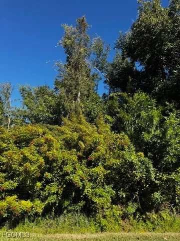 a view of a lush green forest