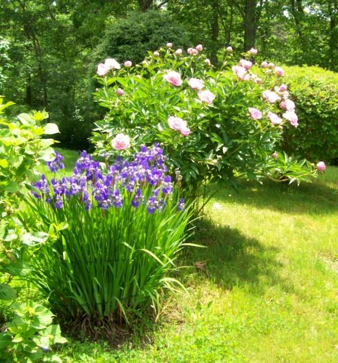 36 Island Street East Dennis, MA 02660 - Photo 39 of 41 a view of a flower