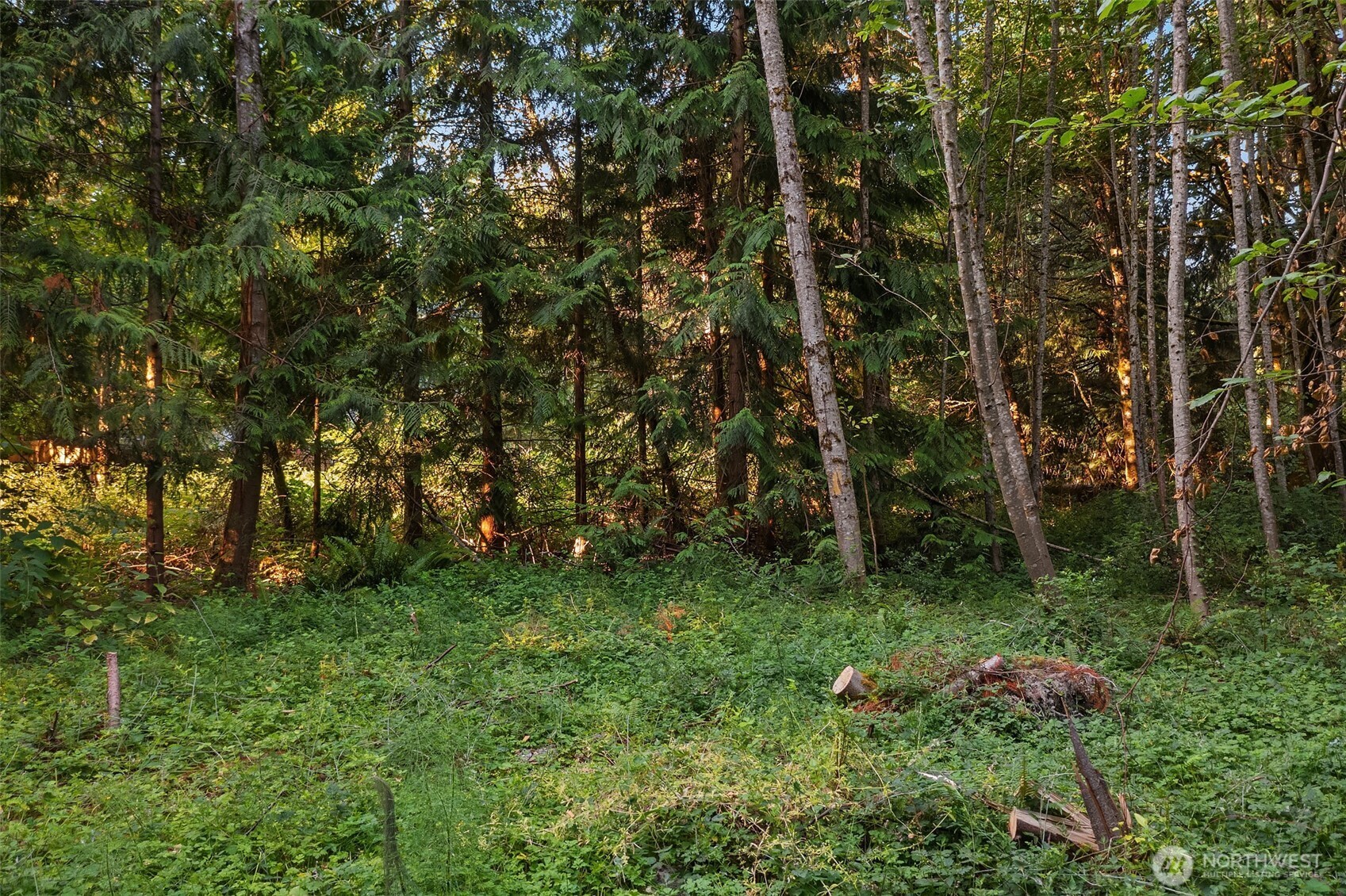 107 133rd Street Southwest Vashon, WA 98070 - Photo 6 of 10