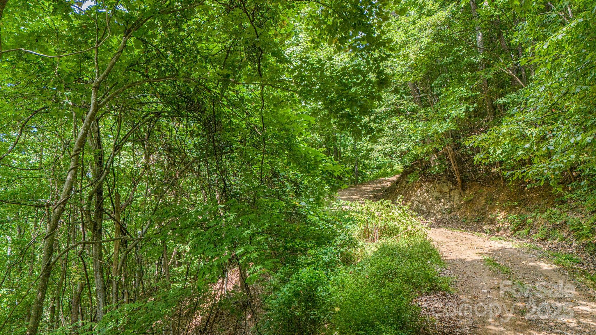 Lot 21 Cat Pen Branch Road Hot Springs, NC 28743 - Photo 14 of 31 a view of a lush green forest