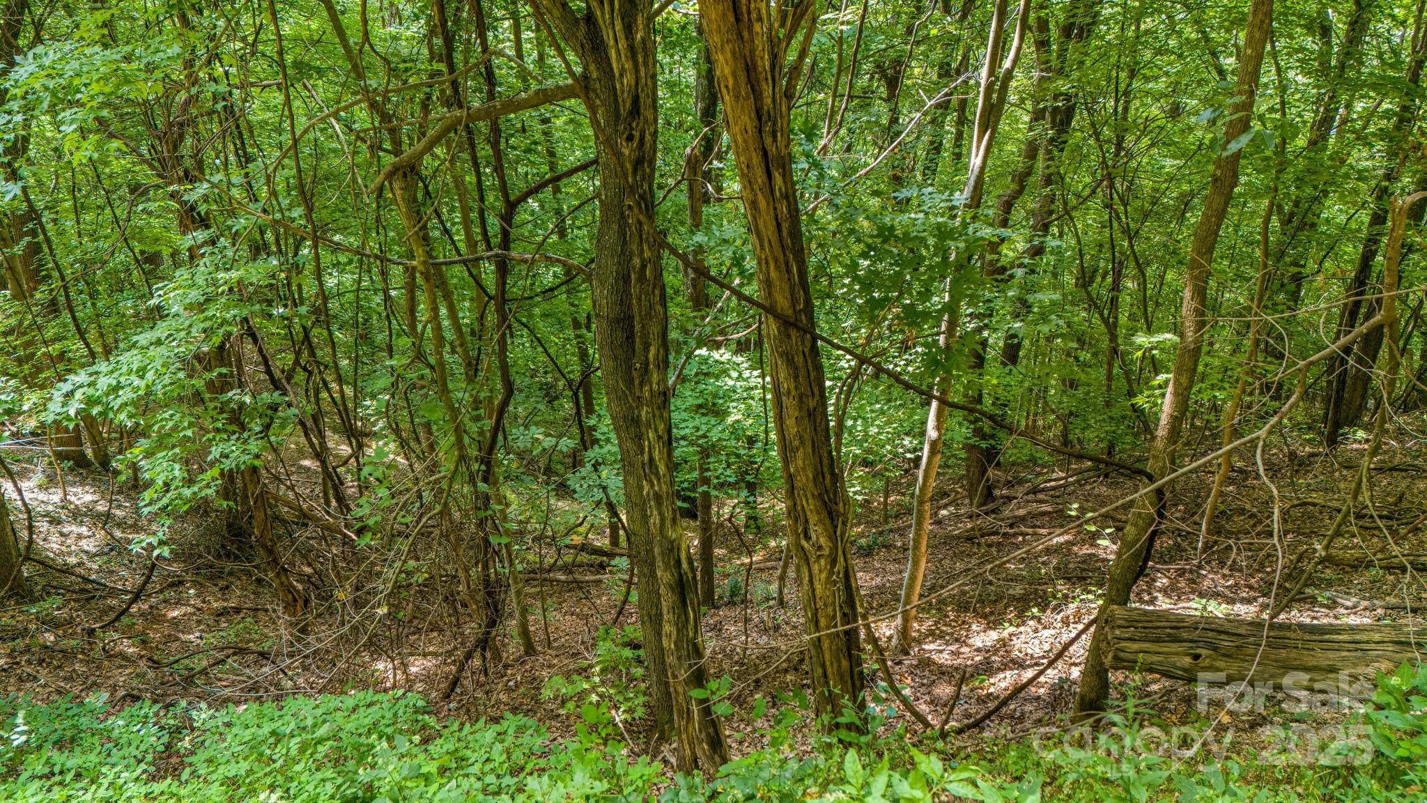 Lot 21 Cat Pen Branch Road Hot Springs, NC 28743 - Photo 15 of 31 a view of forest