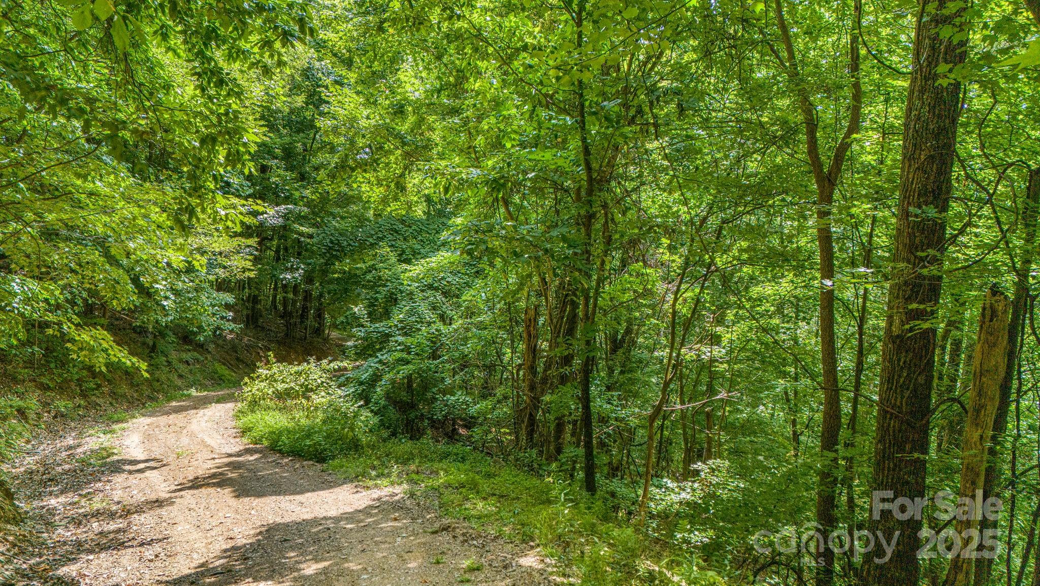 Lot 21 Cat Pen Branch Road Hot Springs, NC 28743 - Photo 16 of 31 a view of a lush green forest