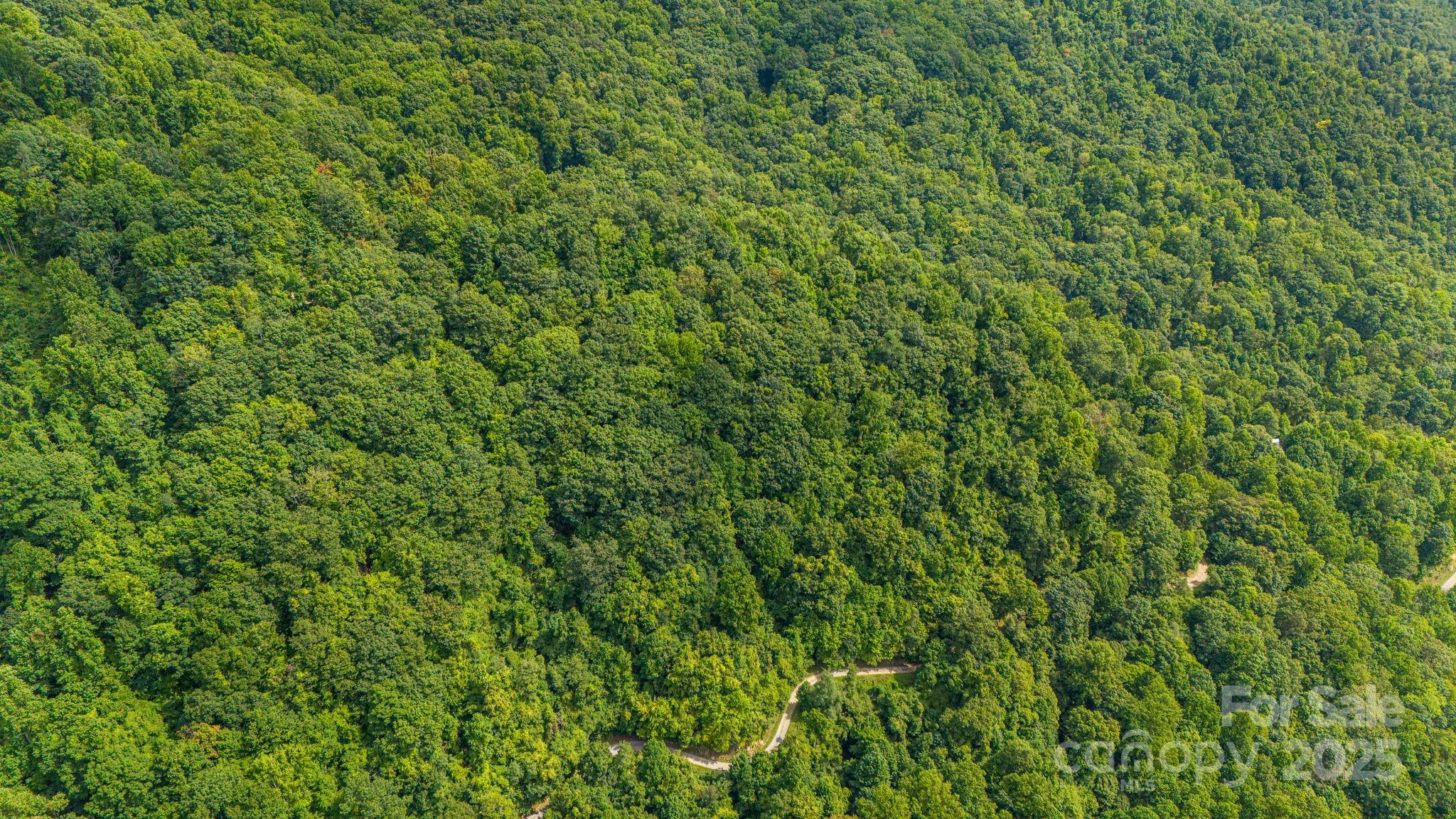 Lot 21 Cat Pen Branch Road Hot Springs, NC 28743 - Photo 24 of 31 a view of a lush green forest