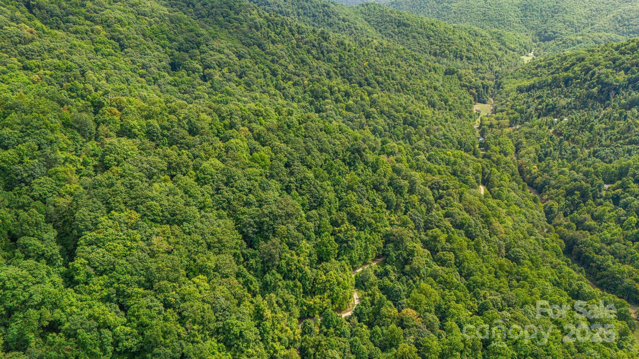 Lot 21 Cat Pen Branch Road Hot Springs, NC 28743 - Photo 25 of 31 a view of a lush green forest