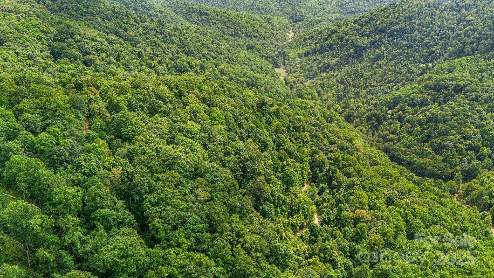 Lot 21 Cat Pen Branch Road Hot Springs, NC 28743 - Photo 26 of 31 a view of a lush green forest