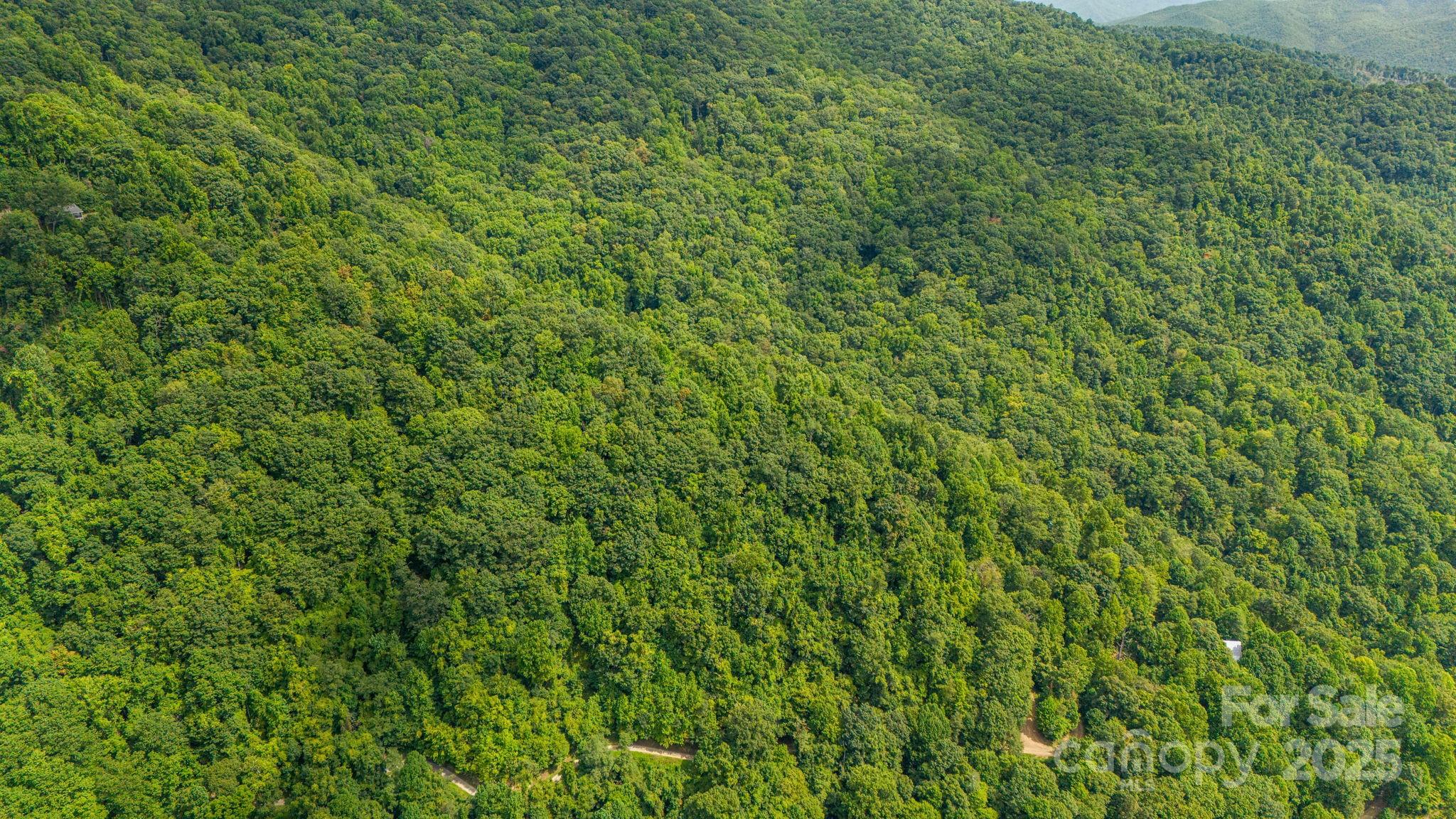 Lot 21 Cat Pen Branch Road Hot Springs, NC 28743 - Photo 27 of 31 a view of a lush green forest