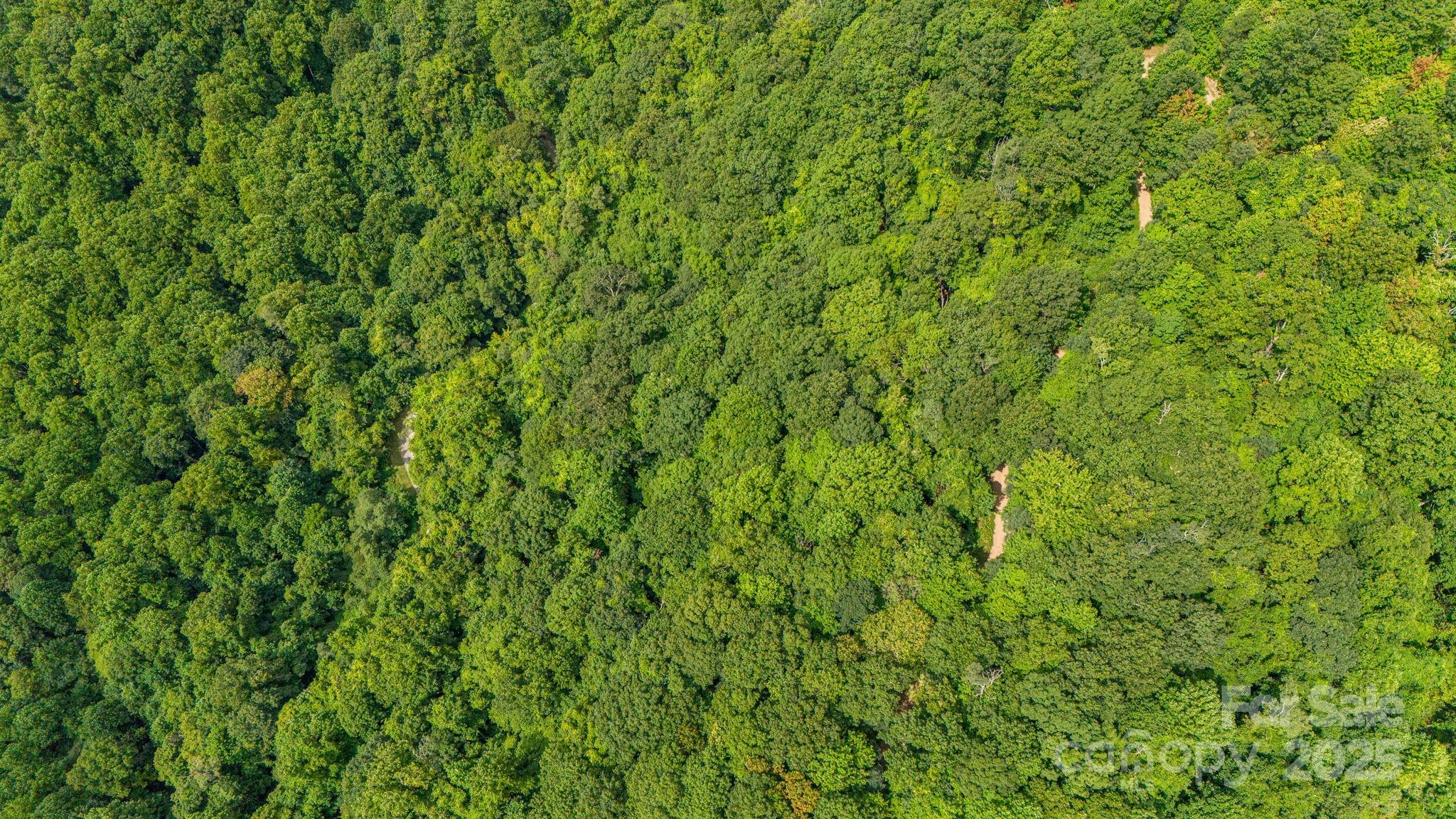 Lot 21 Cat Pen Branch Road Hot Springs, NC 28743 - Photo 31 of 31 a view of a lush green space