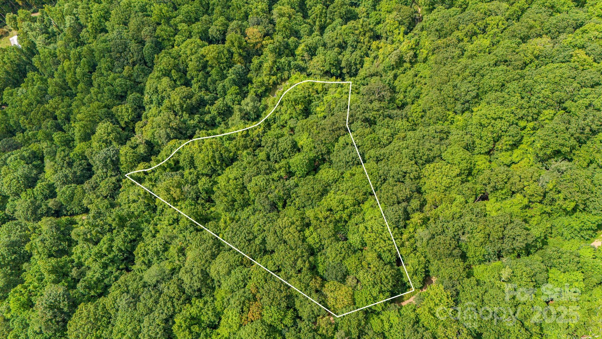 Lot 21 Cat Pen Branch Road Hot Springs, NC 28743 - Photo 6 of 31 a view of a lush green forest with a tree