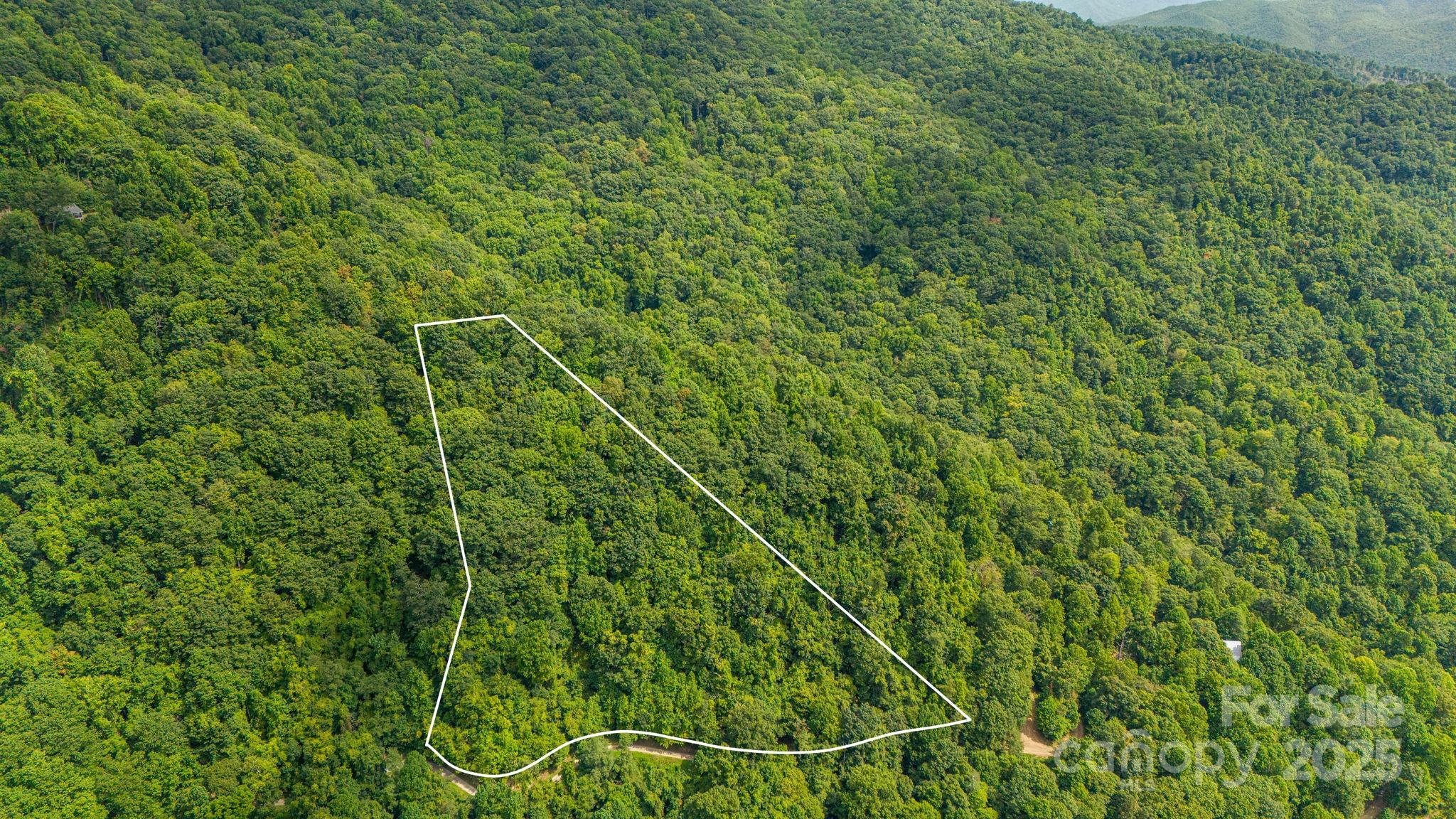 Lot 21 Cat Pen Branch Road Hot Springs, NC 28743 - Photo 9 of 31 a view of a lush green room with a plant