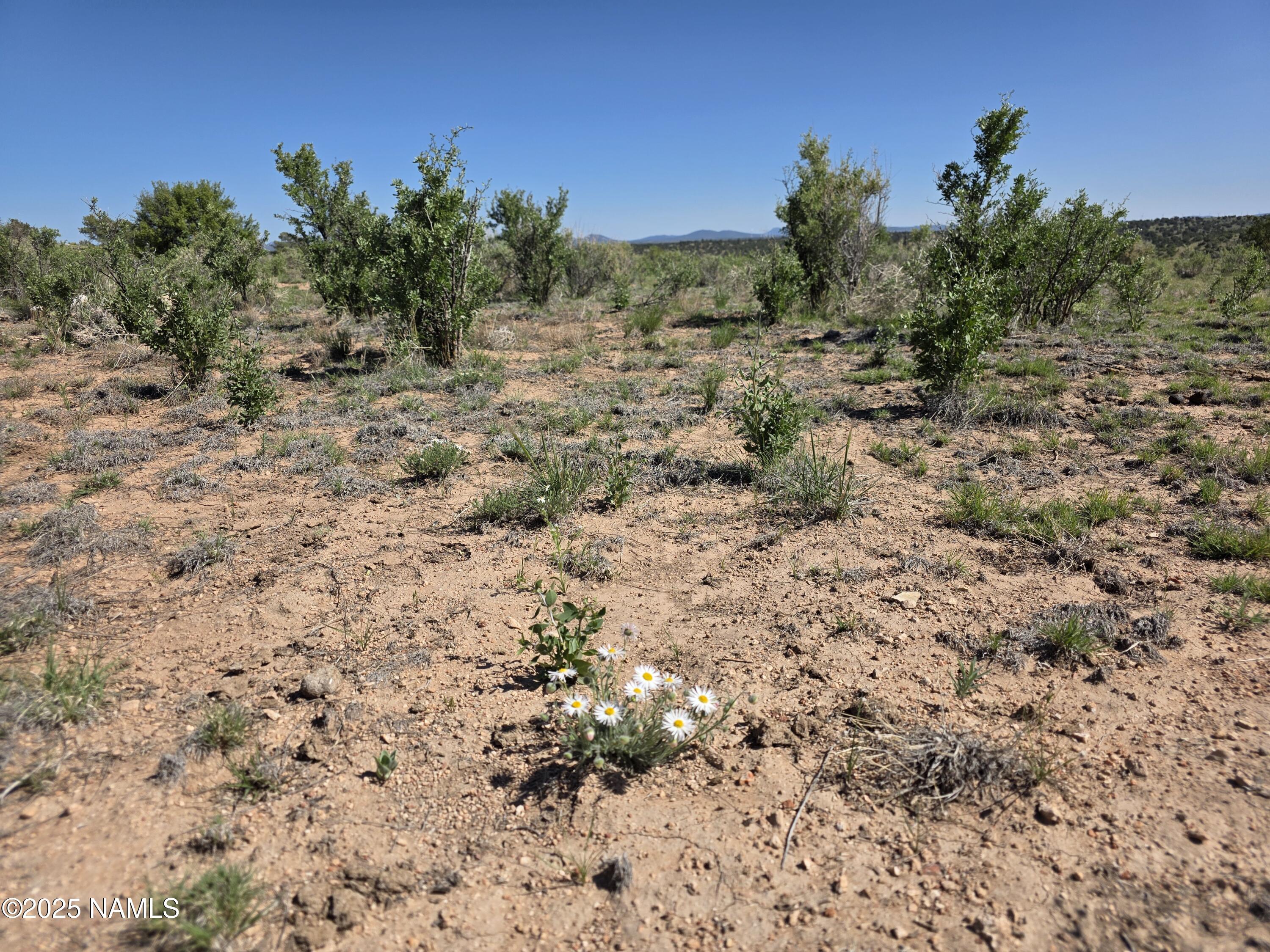 8175 Sharp Knife Road Williams, AZ 86046 - Photo 34 of 35 a view of a yard with a tree in the background