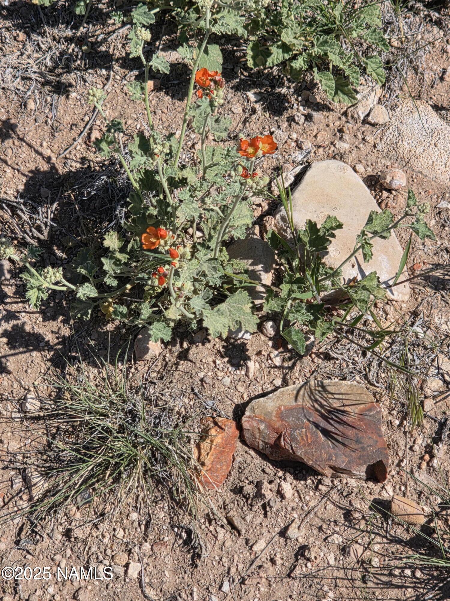 8175 Sharp Knife Road Williams, AZ 86046 - Photo 5 of 35