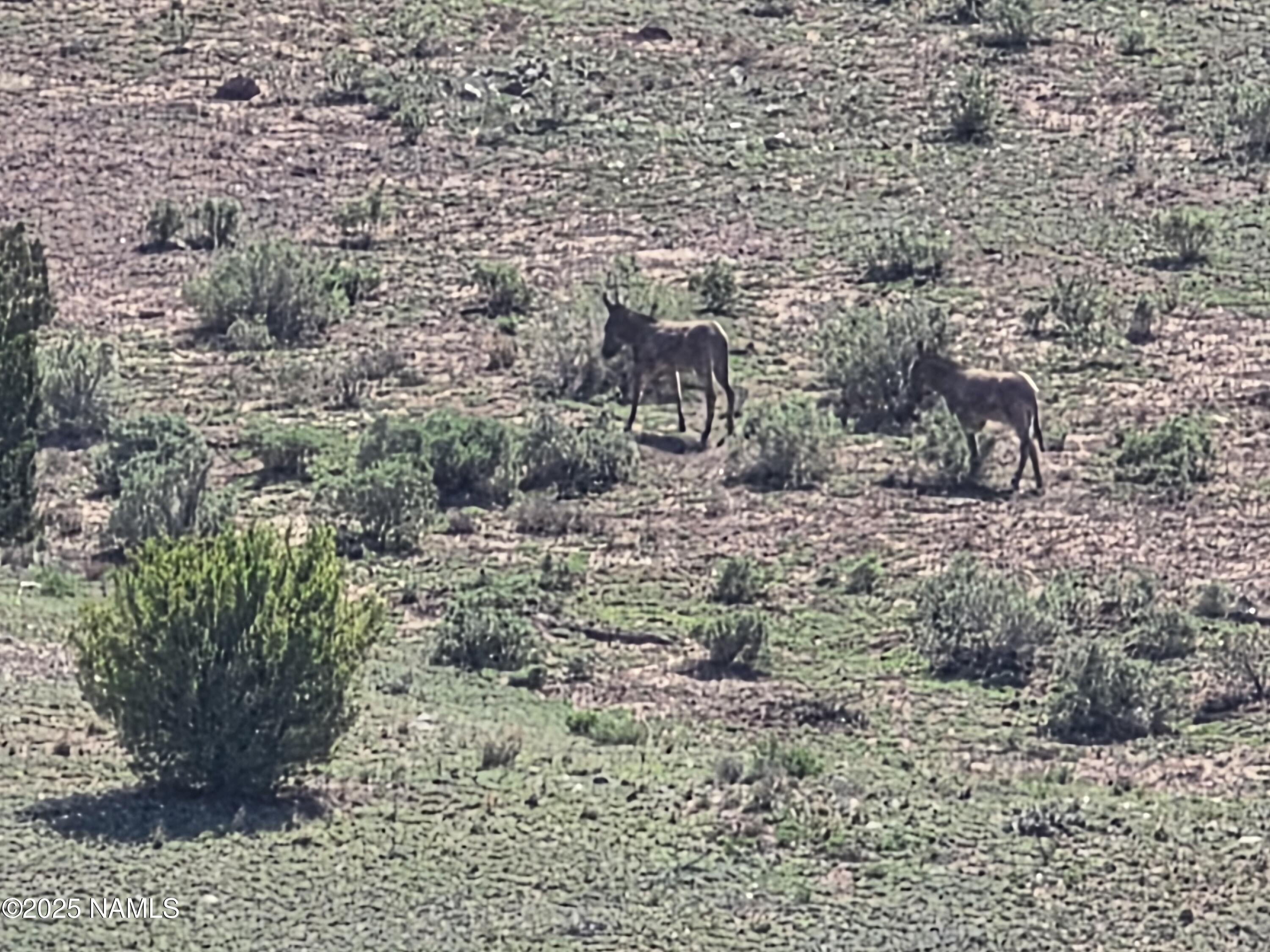 8175 Sharp Knife Road Williams, AZ 86046 - Photo 6 of 35 a picture of a tree
