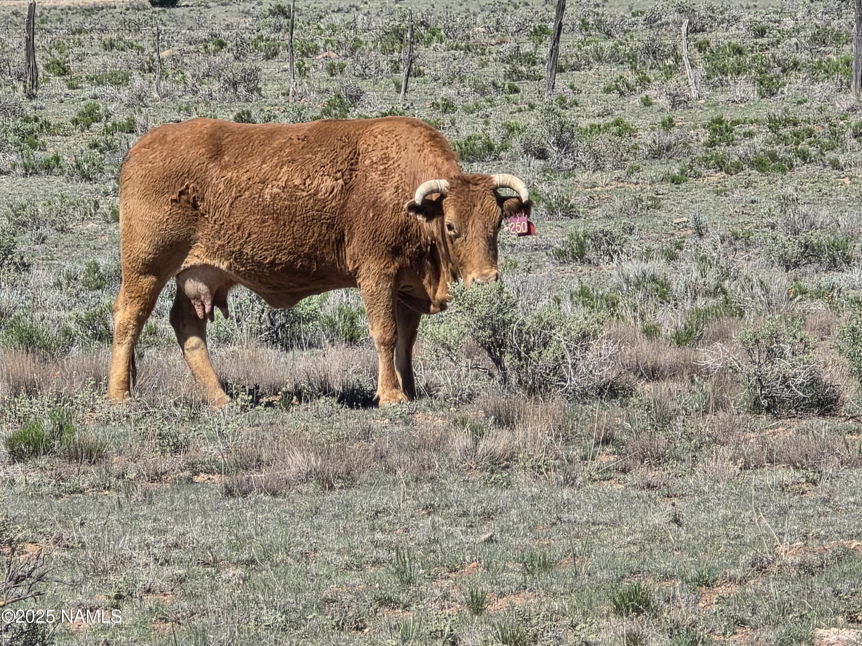 8175 Sharp Knife Road Williams, AZ 86046 - Photo 7 of 35 a view of a backyard