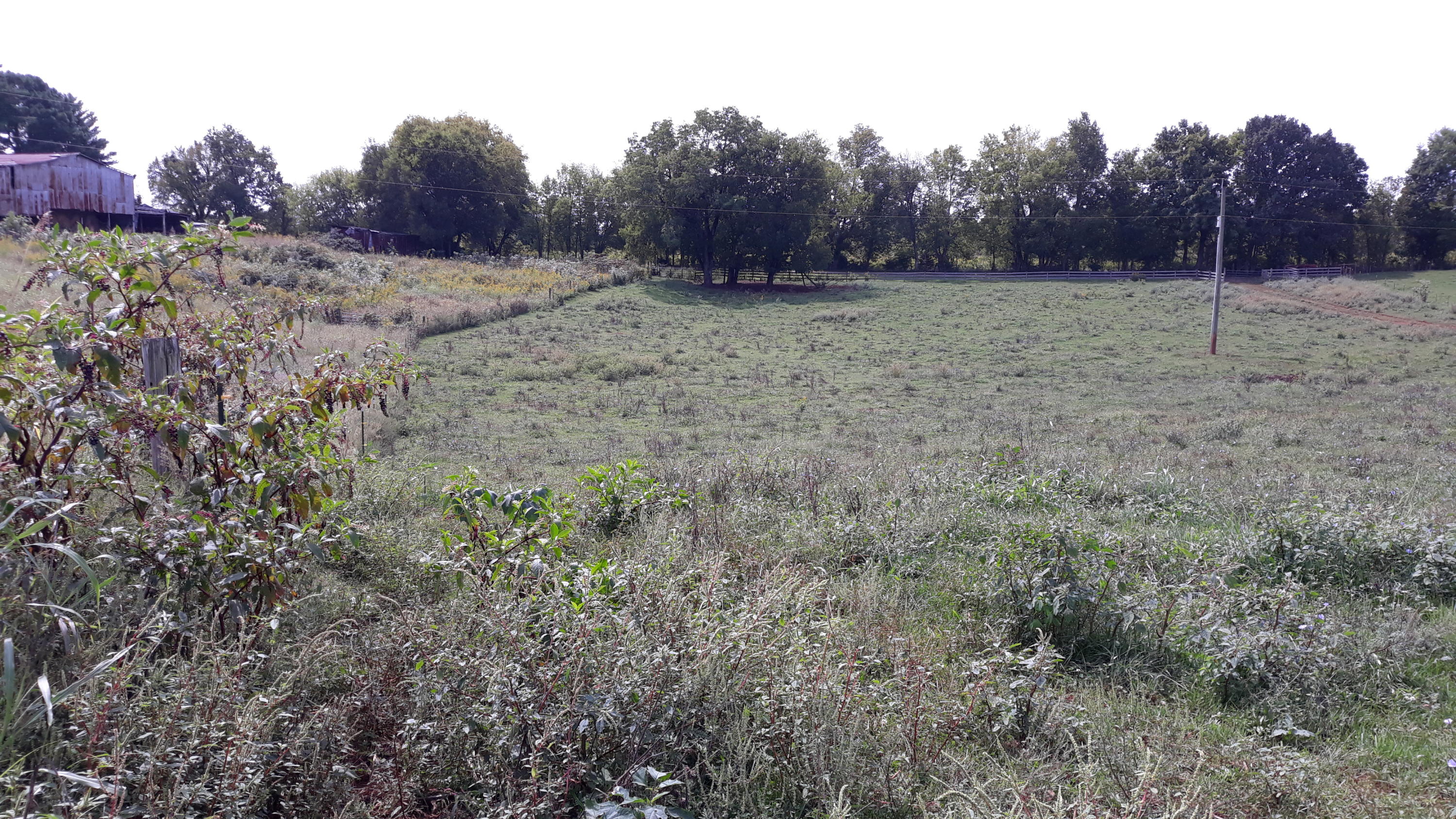 0 Judson Road Strawberry Plains, TN 37871 - Photo 16 of 34 20200916_133424