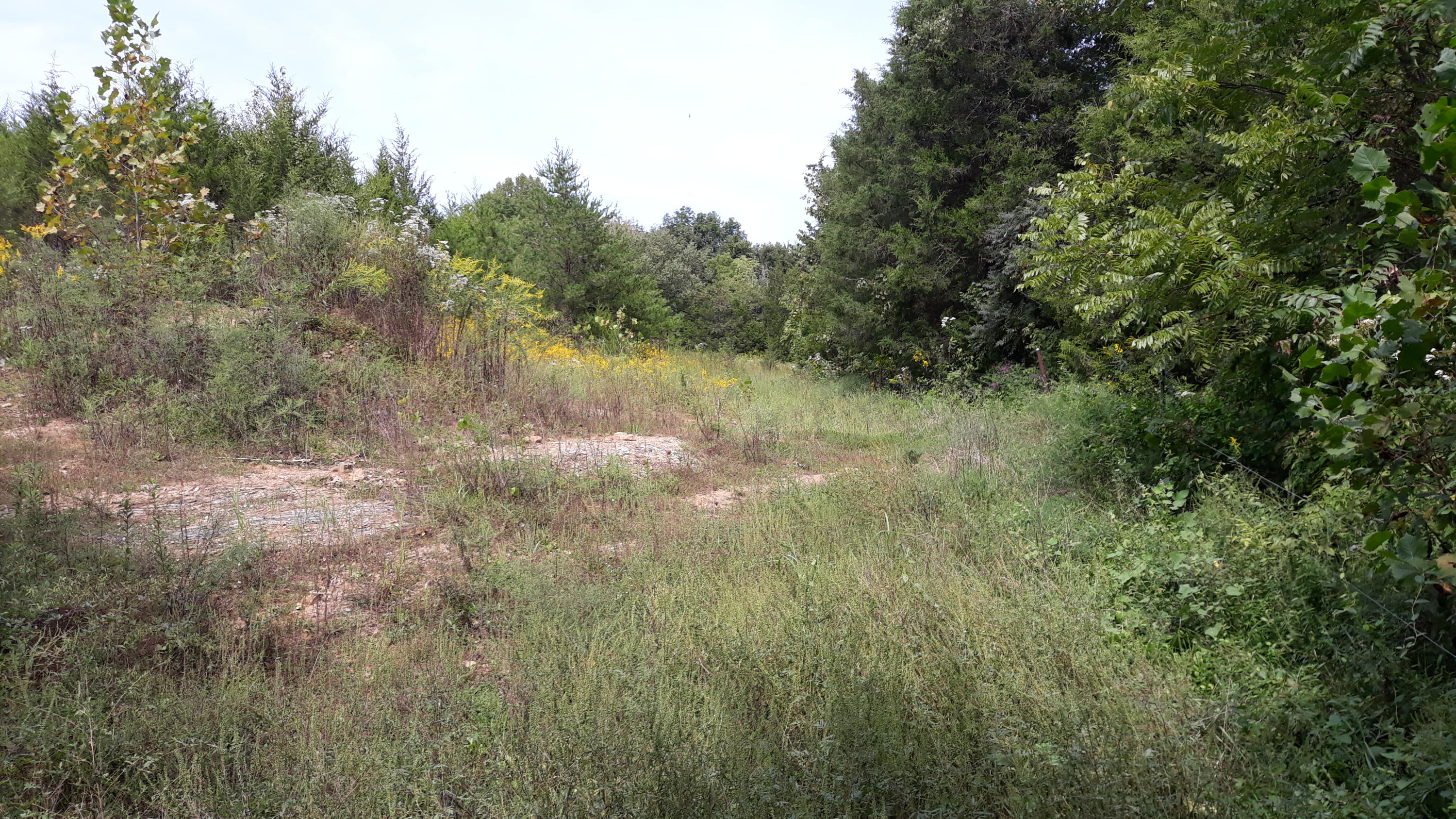 0 Judson Road Strawberry Plains, TN 37871 - Photo 25 of 34 20200916_141002