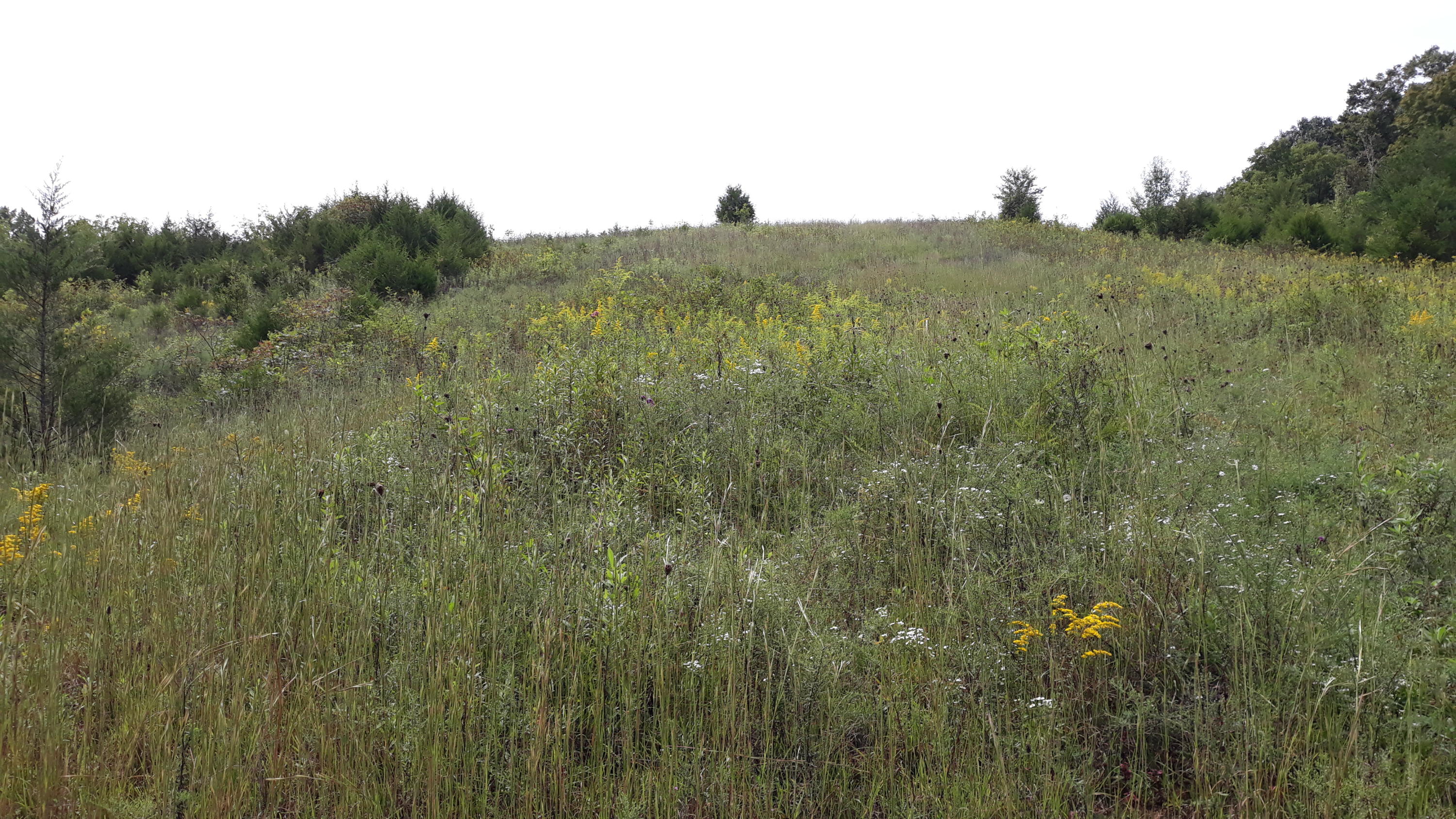 0 Judson Road Strawberry Plains, TN 37871 - Photo 27 of 34 20200916_141228