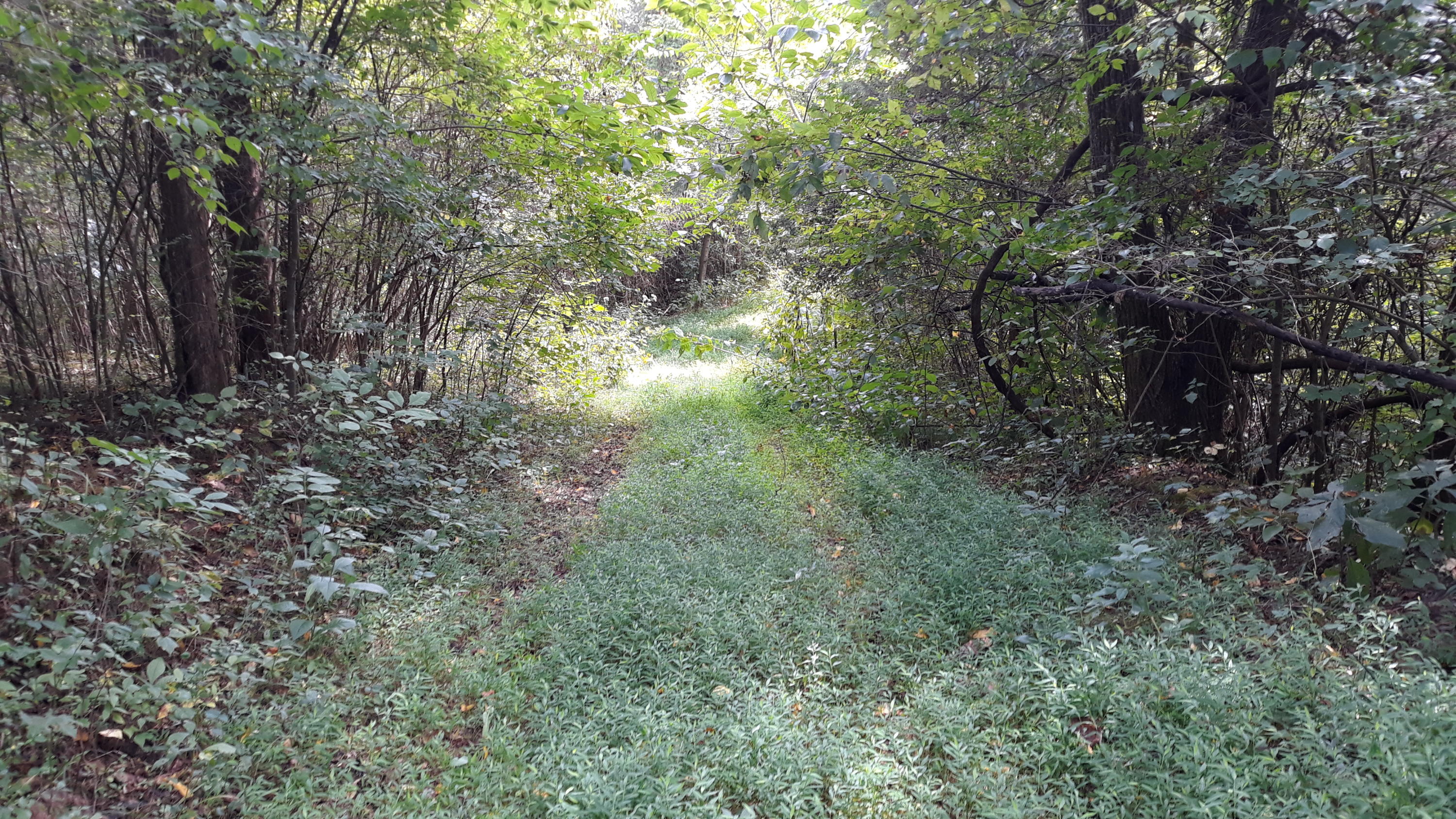 0 Judson Road Strawberry Plains, TN 37871 - Photo 28 of 34 20200916_141700