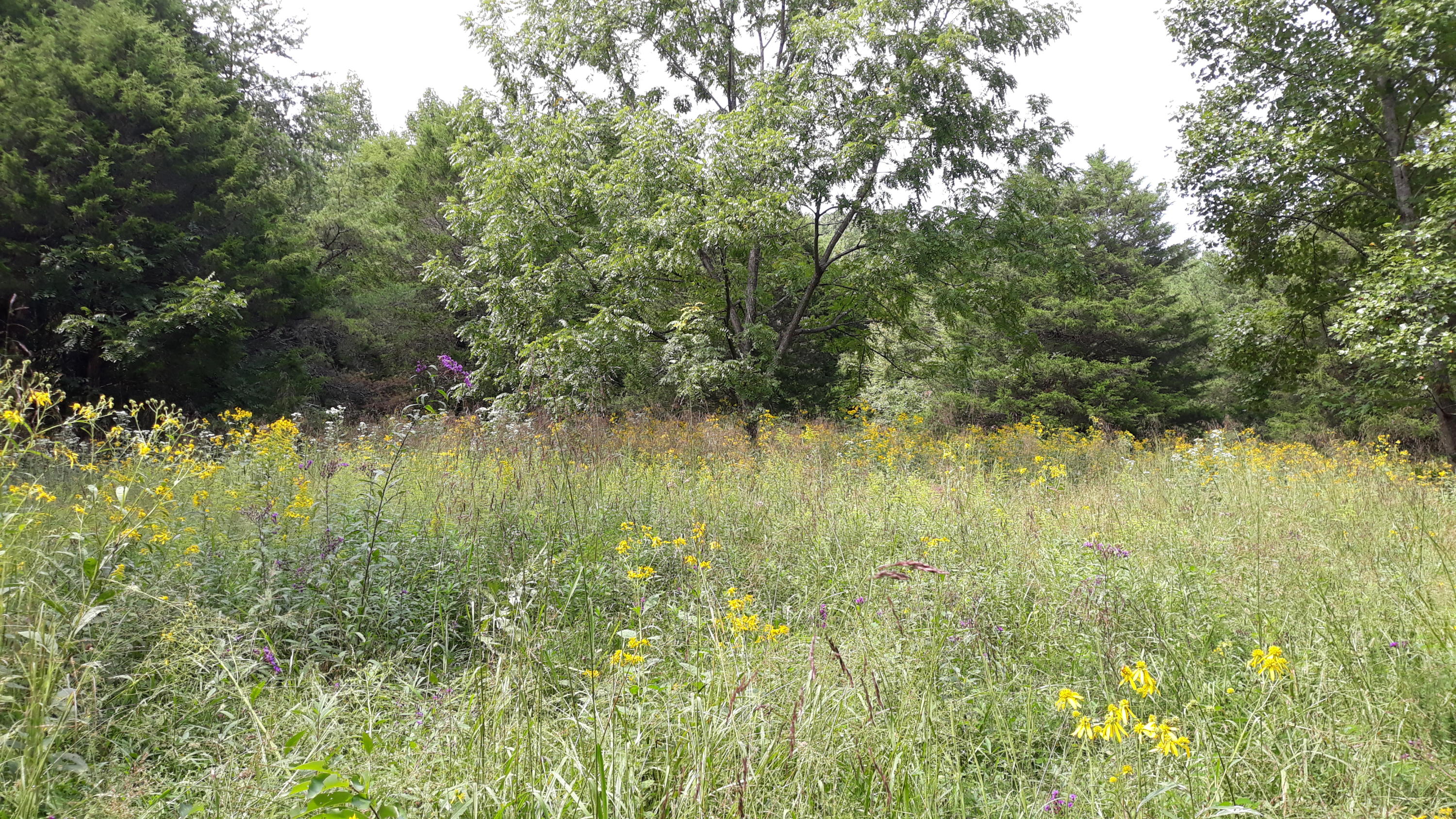 0 Judson Road Strawberry Plains, TN 37871 - Photo 29 of 34 20200916_141808